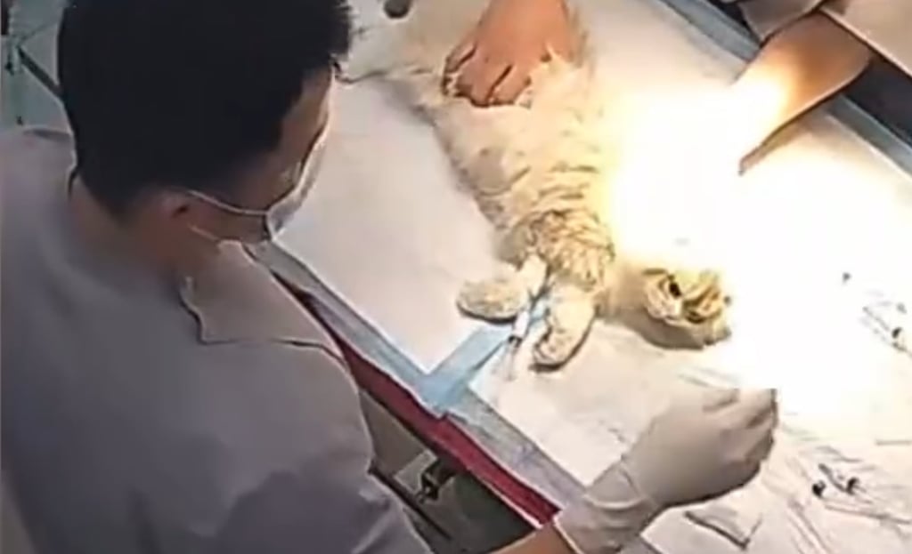 Kuankuan the kitten lies on the operating table of the pet hospital. Photo: Baidu