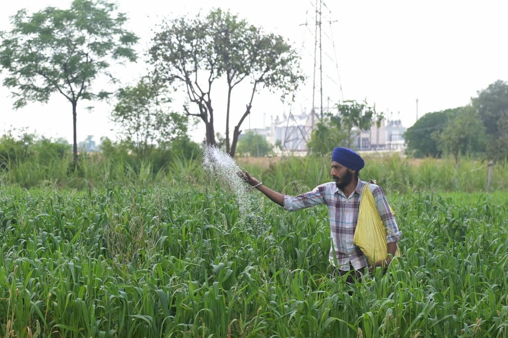 A farmer sprinkling fertiliser on crops on the outskirts of Amritsar, India, on April 9. India has raised subsidies for farming fertilisers by 11 per cent from last year to support its vast agriculture sector amid conflict in the Middle East. Photo: AFP
