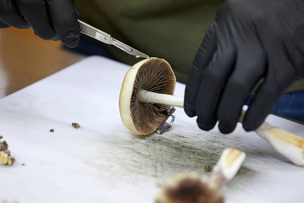 A grower cuts psilocybin mushrooms to prepare for distribution in the US. Photo: AP