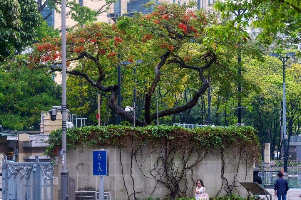 Professor Jim Chi-yung says flame trees, such as the one in Victoria Park, do not typically flower until June or July. Photo: Jonathan Wong