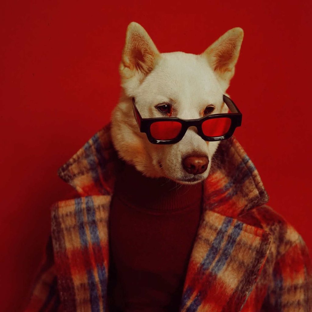Luc the Korean Jindo carries on his brother’s legacy. Photo: @mensweardog/Instagram