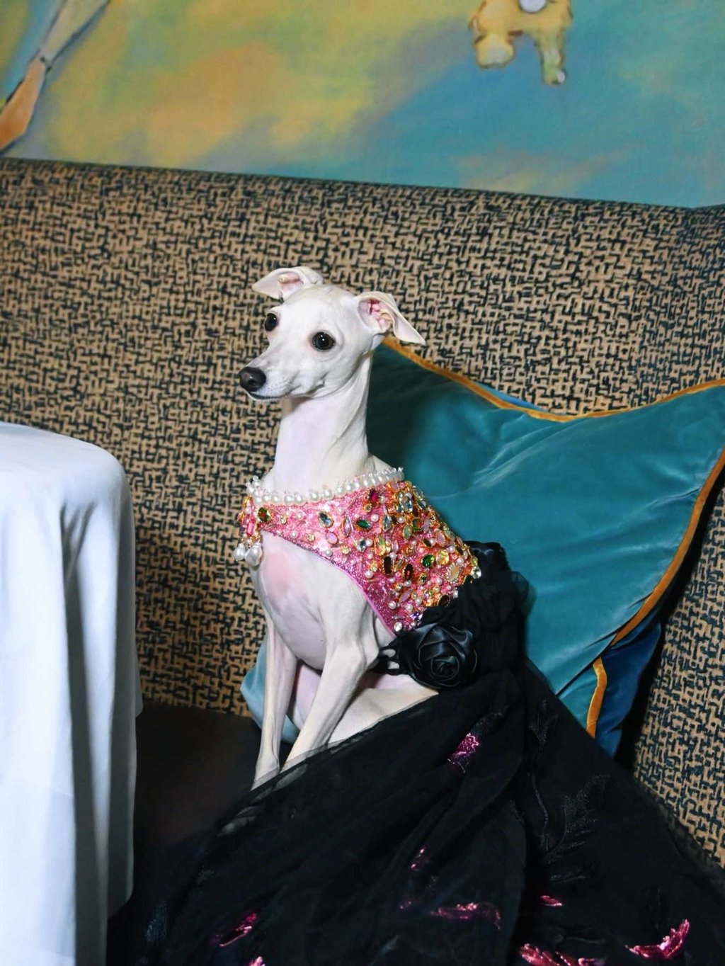 Kala is a Montreal-based greyhound. Photo: @tikatheiggy/Instagram