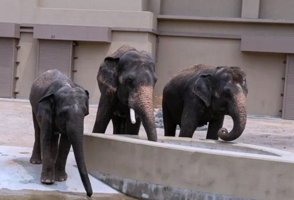 Amoi, Kelat and Dara drink from a concrete pool at the Elephants at the Tennoji Zoo. Photo: Threads/cutehanxyu