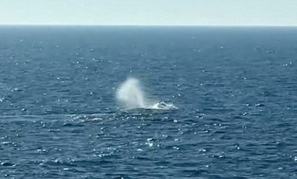 A humpback whale spouts in the open North Sea on Saturday. Photo: NonstopNews via Reuters