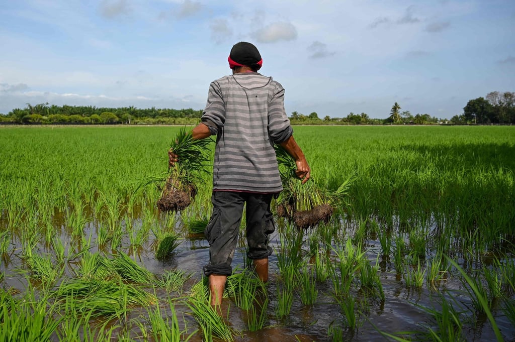A worker carries rice saplings to plant in a field in Sekinchan, Malaysia’s Selangor state, in September 2021. Photo: AFP