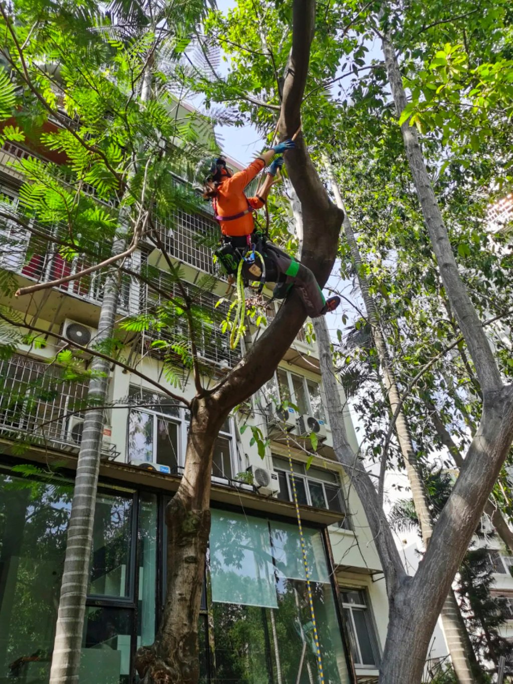 Yu Yanling, above, gets to grips with a troublesome tree in a residential area. Photo: QQ.com