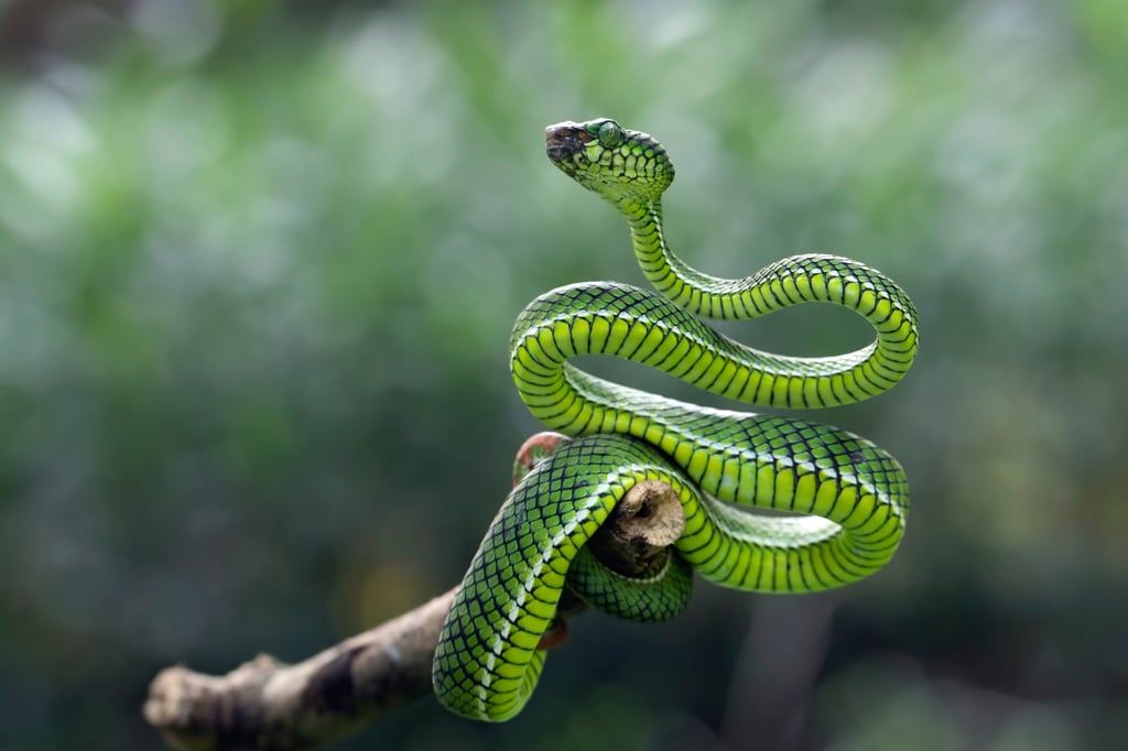 It is currently the Water Snake month. Photo: Shutterstock