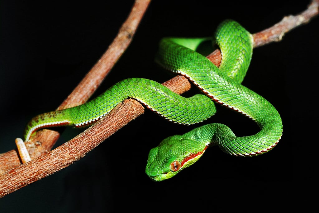 The Snake has its pros and cons. Photo: Shutterstock