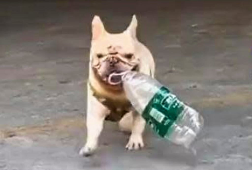 French Bulldog Xiaobai, above, doing what he does best, collecting used plastic bottles. Photo: Weibo French Bulldog Xiaobai, above, doing what he does best, collecting used plastic bottles. Photo: Weibo
