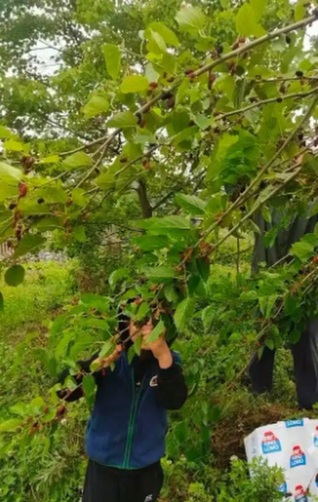 The boy’s mother, above, collects mulberry leaves to feed the silkworms. Photo: Baidu