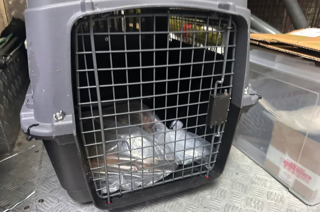 The cat was rushed to a pet clinic, where it later died. Photo: Handout The cat was rushed to a pet clinic, where it later died. Photo: Handout