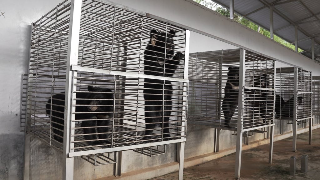 Moon bears seen in cages at the illegal bear bile farm in Laos. Photo: Free the Bears Moon bears seen in cages at the illegal bear bile farm in Laos. Photo: Free the Bears
