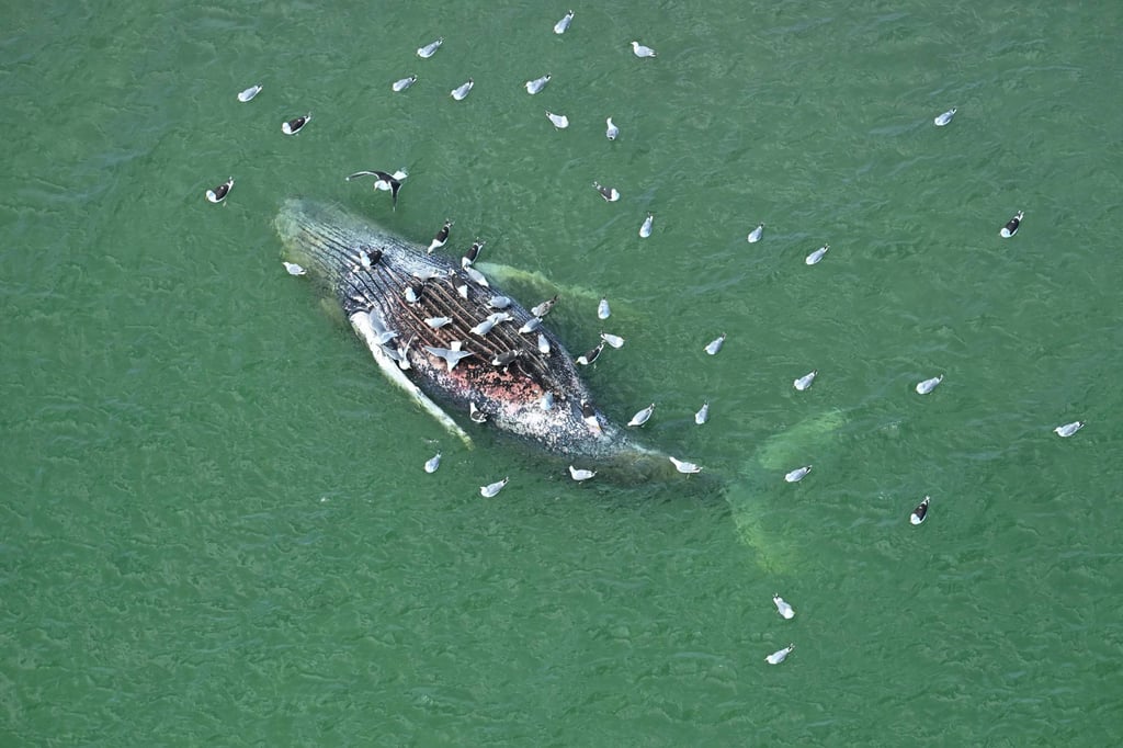 The dead whale has been drifting in the water off the holiday island of Anholt for more than two weeks. Photo: dpa