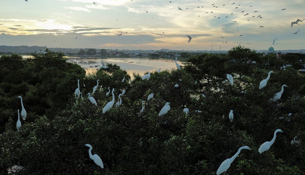 Egrets perch on mangroves in Lhokseumawe, Aceh province. Indonesia has pledged to restore 600,000 hectares of mangroves. Photo: Xinhua