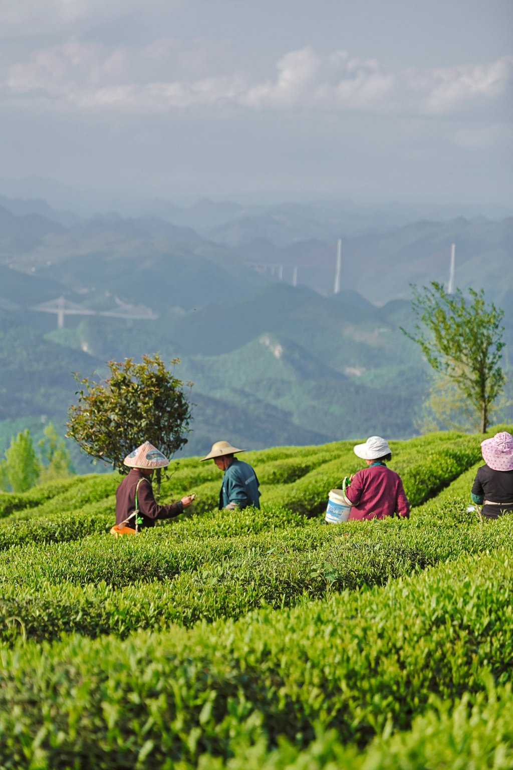 Workers pick leaves on the Gui Tea Group plantation. Photo: Xie Yu