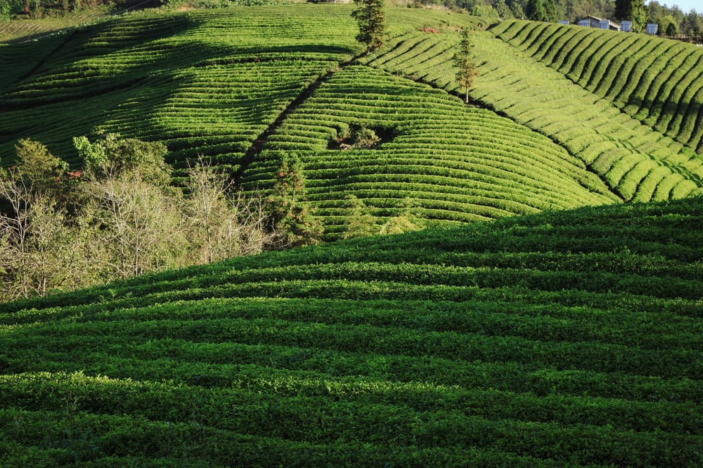 Guizhou’s high altitude provides the cool temperature needed for tea to thrive at the Gui Tea Group plantation, near Tongren. Photo: Xie Yu