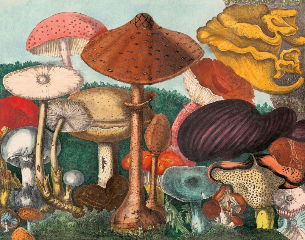 A plate from the Atlas of Mushrooms: Edible, Suspect and Poisonous Mushrooms (1827) A plate from the Atlas of Mushrooms: Edible, Suspect and Poisonous Mushrooms (1827)