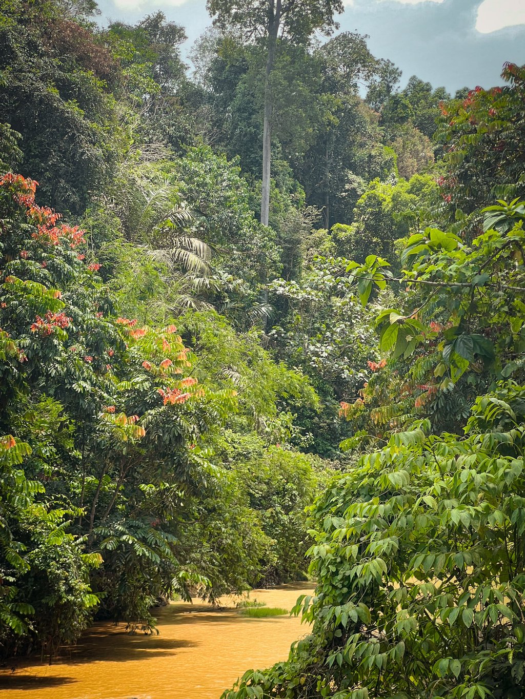 The jungle outside Bentong. Photo: John Brunton The jungle outside Bentong. Photo: John Brunton