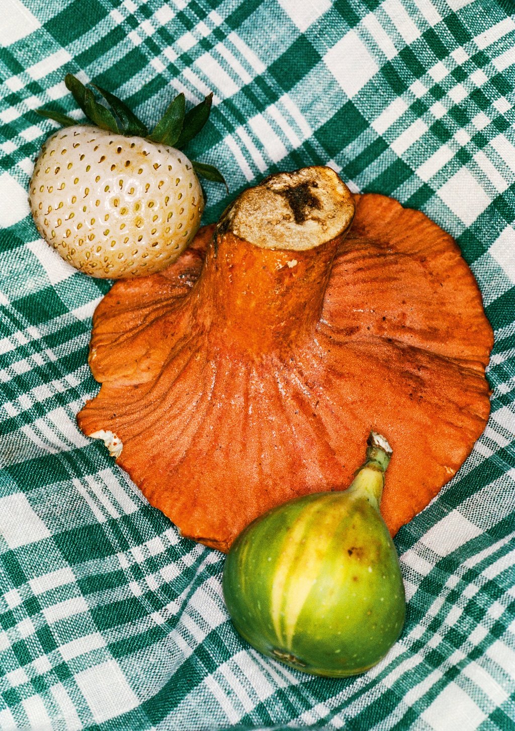 Mushroom on Green Plaid Blanket (2024) by Bobby Doherty Mushroom on Green Plaid Blanket (2024) by Bobby Doherty