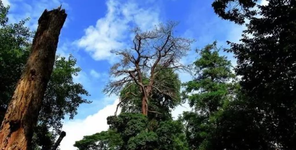 Trees play a central role in the lives of China’s Miao people. Photo: Zhihu Trees play a central role in the lives of China’s Miao people. Photo: Zhihu
