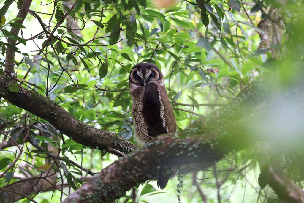 Unlike the chicks, the adults are predominantly brown in colour. Photo: KFBG Unlike the chicks, the adults are predominantly brown in colour. Photo: KFBG