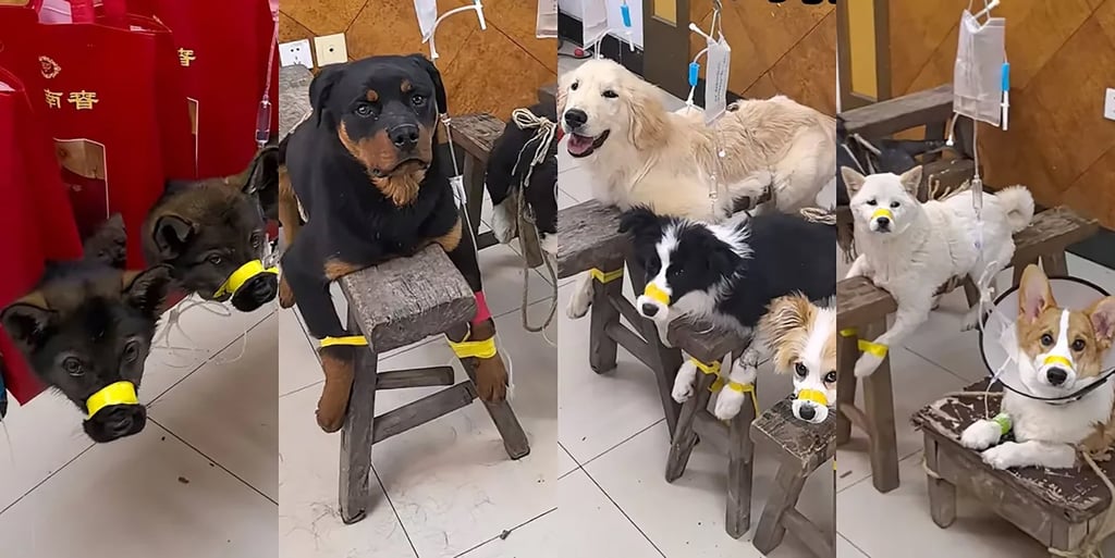 An array of dogs, above, waiting for treatment at Qian’s clinic. Photo: Weixin