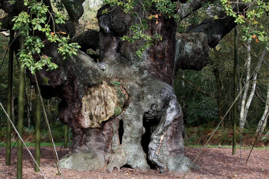 An older photo of the Major Oak tree. Photo: AP An older photo of the Major Oak tree. Photo: AP