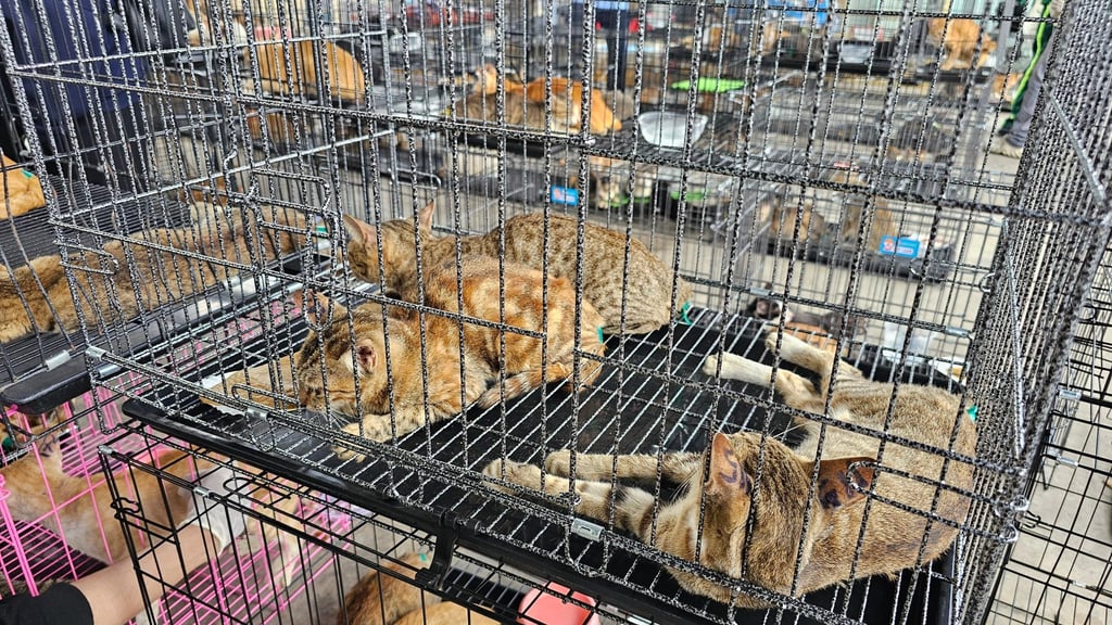 Humane World for Animals Viet Nam Humane World for Animals Viet Nam