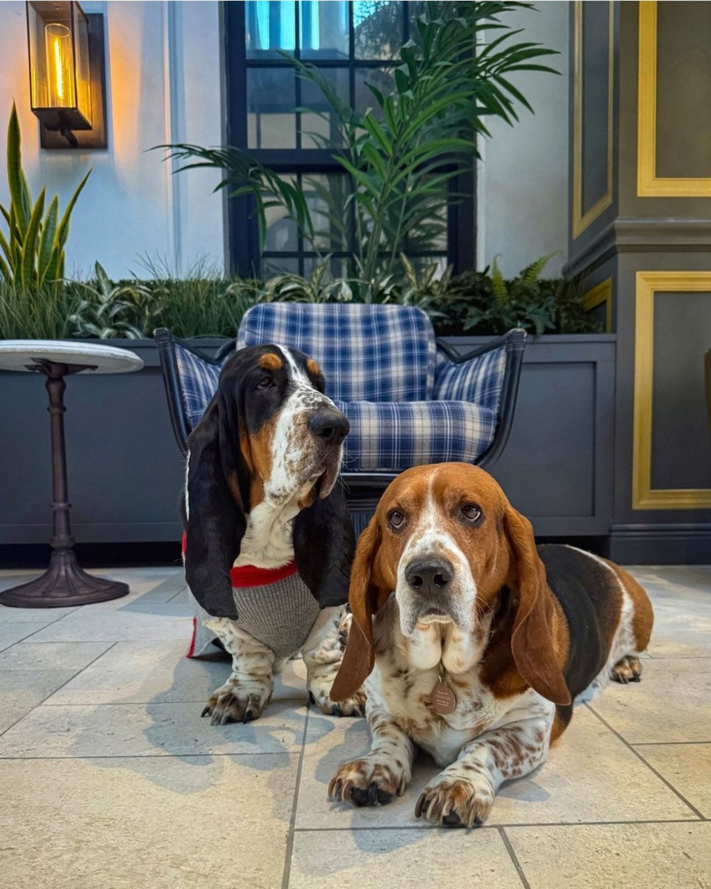 The Lytle Park Hotel welcomes dogs. Photo: @lytleparkhotel/Instagram The Lytle Park Hotel welcomes dogs. Photo: @lytleparkhotel/Instagram