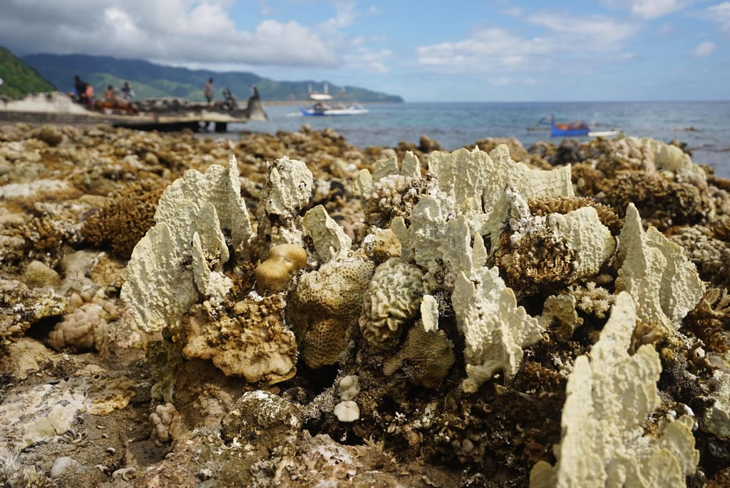 Corals are exposed after coastal uplift following an earthquake along the Pangyan Marine Sanctuary in Glan, Sarangani, on June 8. Photo: AFP Corals are exposed after coastal uplift following an earthquake along the Pangyan Marine Sanctuary in Glan, Sarangani, on June 8. Photo: AFP