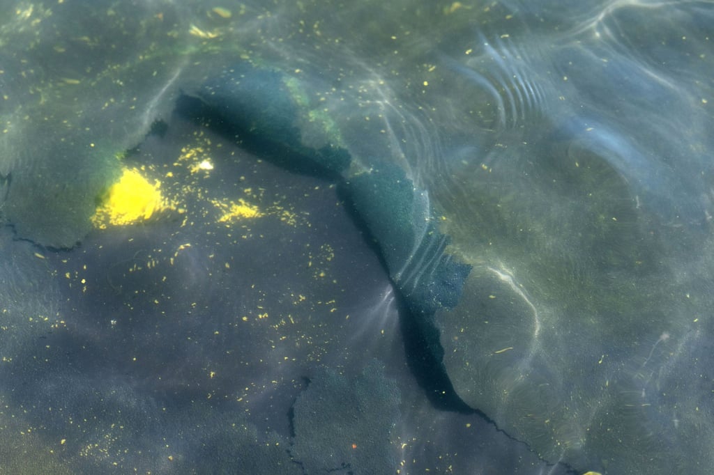 A peeling section of blue coating is seen in the Lincoln Memorial Reflecting Pool in Washington on Saturday. Photo: AP A peeling section of blue coating is seen in the Lincoln Memorial Reflecting Pool in Washington on Saturday. Photo: AP
