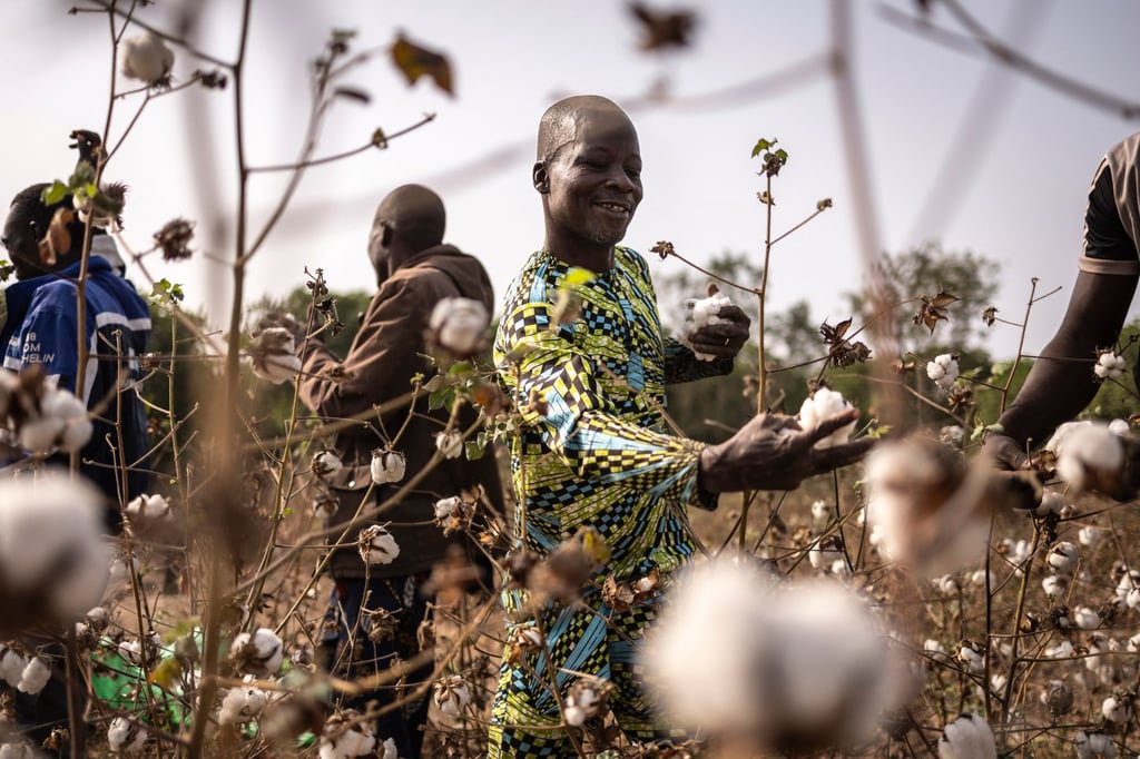 Workers collect cotton in Soclogbo, Benin. The country is Africa’s top cotton producer. Photo: AFP