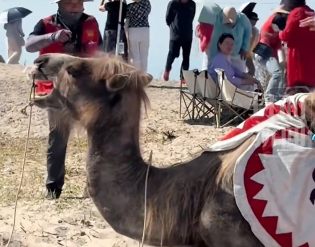 The incident gained attention on social media after a blogger shared a video of the suffering animal on June 15. Photo: RedNote The incident gained attention on social media after a blogger shared a video of the suffering animal on June 15. Photo: RedNote
