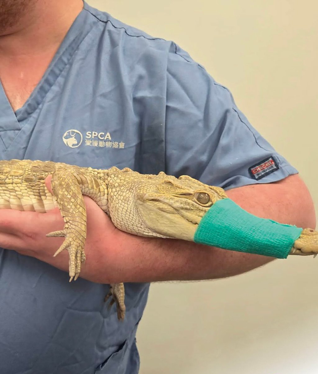 The juvenile crocodile found in the flat. Photo: SPCA