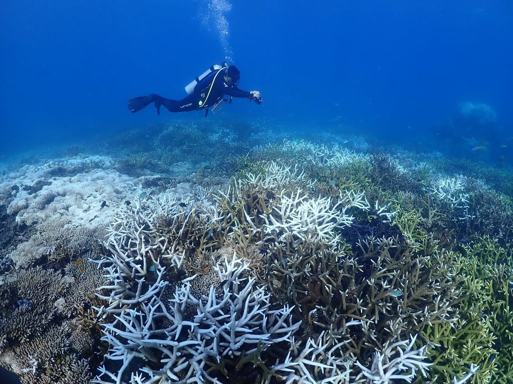  Reef Check Malaysia