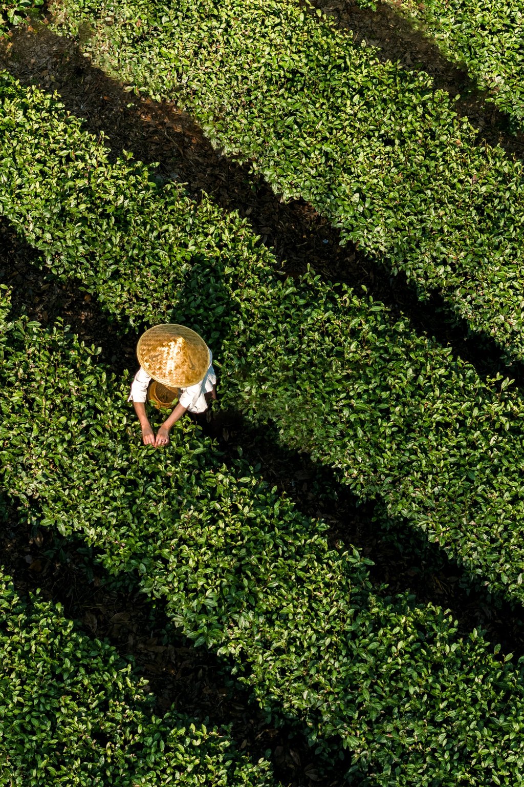 A tea picker harvests Longjing leaves from the fields surrounding Amanfayun. Photo: Handout