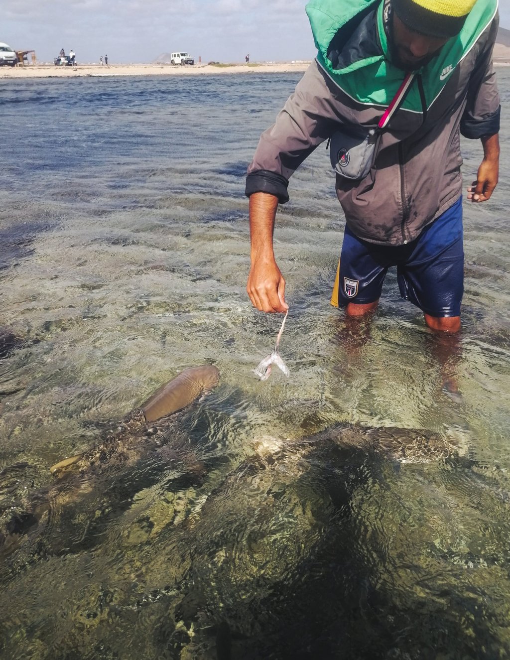 Guide João attracts juvenile lemon sharks with bait in Shark Bay. Photo: Troy Nahumko Guide João attracts juvenile lemon sharks with bait in Shark Bay. Photo: Troy Nahumko