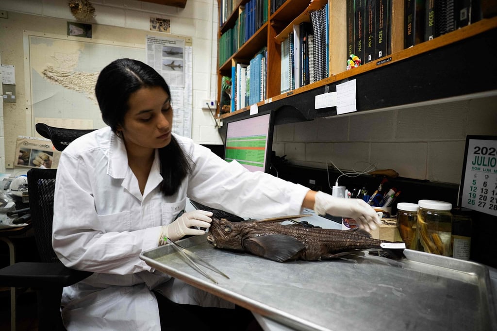 Naidely Vidaurre Quesada, a biology student at the University of Costa Rica, examines the newly discovered Costa Rican ghost shark (Rhinochimaera costaricana) in San Jose on Friday. Photo: AFP Naidely Vidaurre Quesada, a biology student at the University of Costa Rica, examines the newly discovered Costa Rican ghost shark (Rhinochimaera costaricana) in San Jose on Friday. Photo: AFP