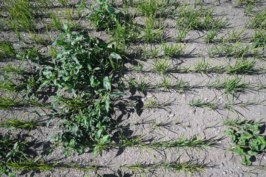 Rice plants struggle to grow in a paddy field overrun by weeds during a drought in Torre Beretti, near Pavia, Italy, on Friday. Photo: AFP