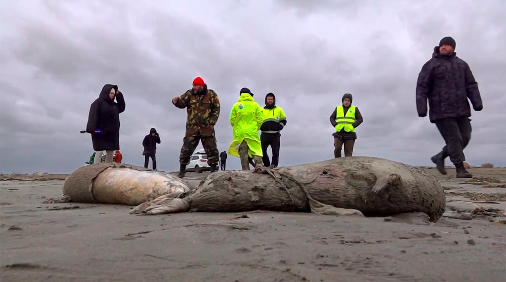 Journalists and environmental investigators inspect the bodies of dead seals on the shore of the Caspian Sea in 2022, when 700 endangered seals were found dead as a result of water level decline due to climate change. Photo: AP Journalists and environmental investigators inspect the bodies of dead seals on the shore of the Caspian Sea in 2022, when 700 endangered seals were found dead as a result of water level decline due to climate change. Photo: AP