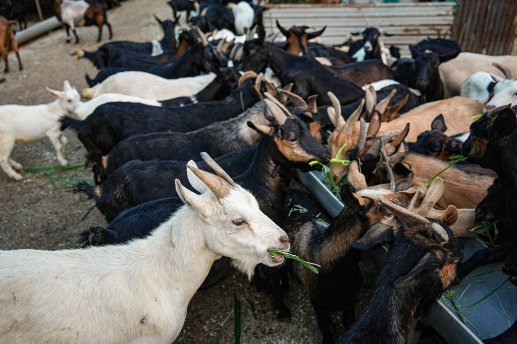 The Goat’s main source of nourishment is grass, which in Chinese astrology means it draws its energy primarily from the Wood element. Photo: Eugene Lee The Goat’s main source of nourishment is grass, which in Chinese astrology means it draws its energy primarily from the Wood element. Photo: Eugene Lee