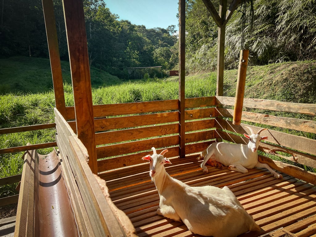 Goats are notable for their perseverance in the Chinese zodiac. Photo: John Brunton Goats are notable for their perseverance in the Chinese zodiac. Photo: John Brunton