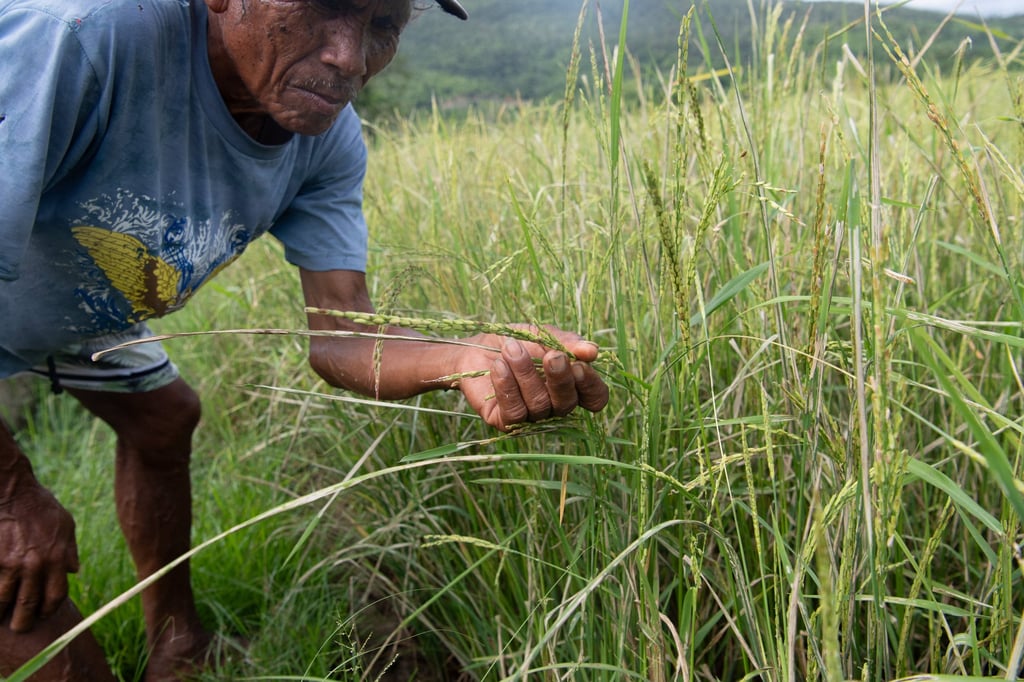A Filipino farmer inspects rice for pests at a farm in Palawan province. Manila’s Department of Agriculture is bracing for rice production to tank in the coming months. Photo: AFP A Filipino farmer inspects rice for pests at a farm in Palawan province. Manila’s Department of Agriculture is bracing for rice production to tank in the coming months. Photo: AFP