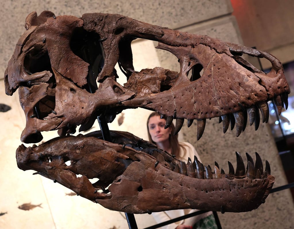 The head of “Gus”, part of a Tyrannosaurus Rex skeleton, is pictured during a press preview at the Sotheby’s Breuer building in New York on July 1. Photo: AFP The head of “Gus”, part of a Tyrannosaurus Rex skeleton, is pictured during a press preview at the Sotheby’s Breuer building in New York on July 1. Photo: AFP
