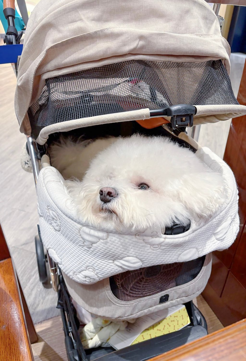 Resident Leona Li could not easily fit her stroller carrying her bichon frise at Choubo Kissaten. Photo: Handout