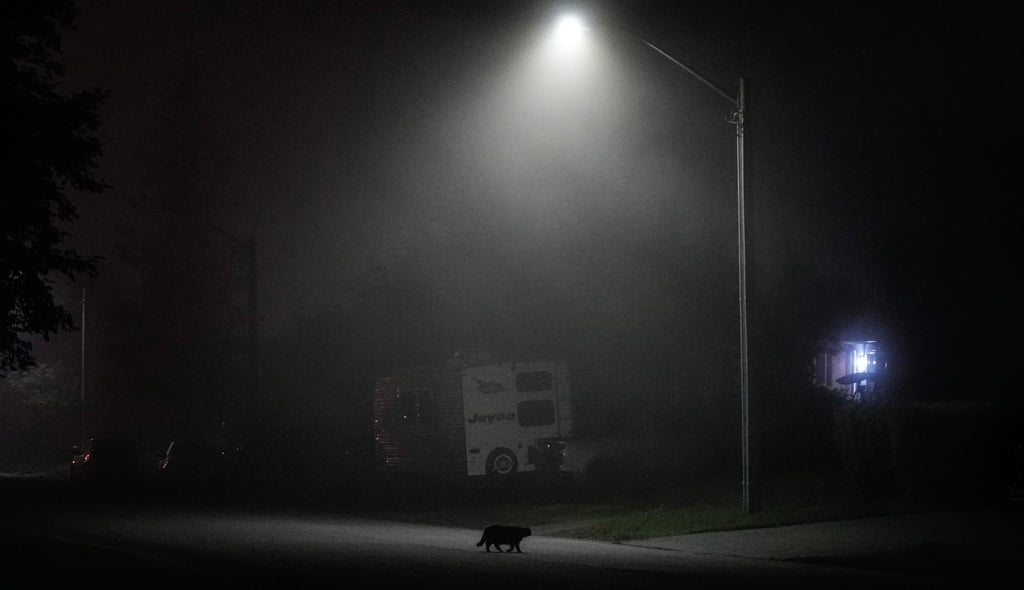 A cat crosses a street as smoke from wild fires fills the night air in Thunder Bay, Ontario, on Friday. Photo: The Canadian Press/AP A cat crosses a street as smoke from wild fires fills the night air in Thunder Bay, Ontario, on Friday. Photo: The Canadian Press/AP