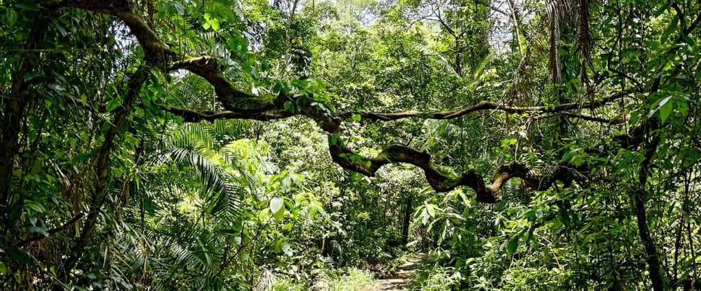 A forest-bathing workshop will take place in the Tai Po Kau Nature Reserve on July 25. Photo: hongkonghike.com A forest-bathing workshop will take place in the Tai Po Kau Nature Reserve on July 25. Photo: hongkonghike.com