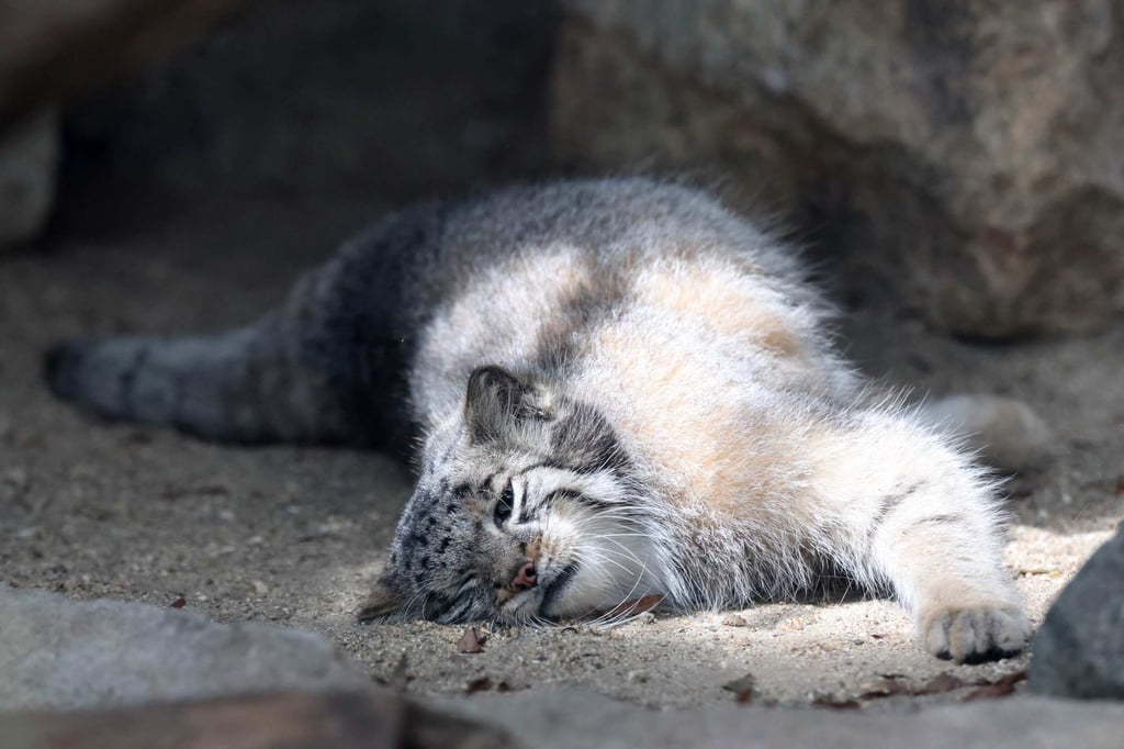 A Pallas’s cat kitten, dubbed the world’s grumpiest feline for their sullen facial expressions, is seen in its enclosure in Kobe, Japan on Monday. Photo: AFP A Pallas’s cat kitten, dubbed the world’s grumpiest feline for their sullen facial expressions, is seen in its enclosure in Kobe, Japan on Monday. Photo: AFP