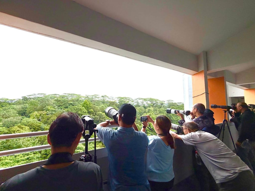 Wildlife enthusiasts gather at Jo Teoh’s housing block at Sunset Way in January to photograph a flock of migratory vultures that stopped by Maju forest. Photo: Jo Teoh Wildlife enthusiasts gather at Jo Teoh’s housing block at Sunset Way in January to photograph a flock of migratory vultures that stopped by Maju forest. Photo: Jo Teoh