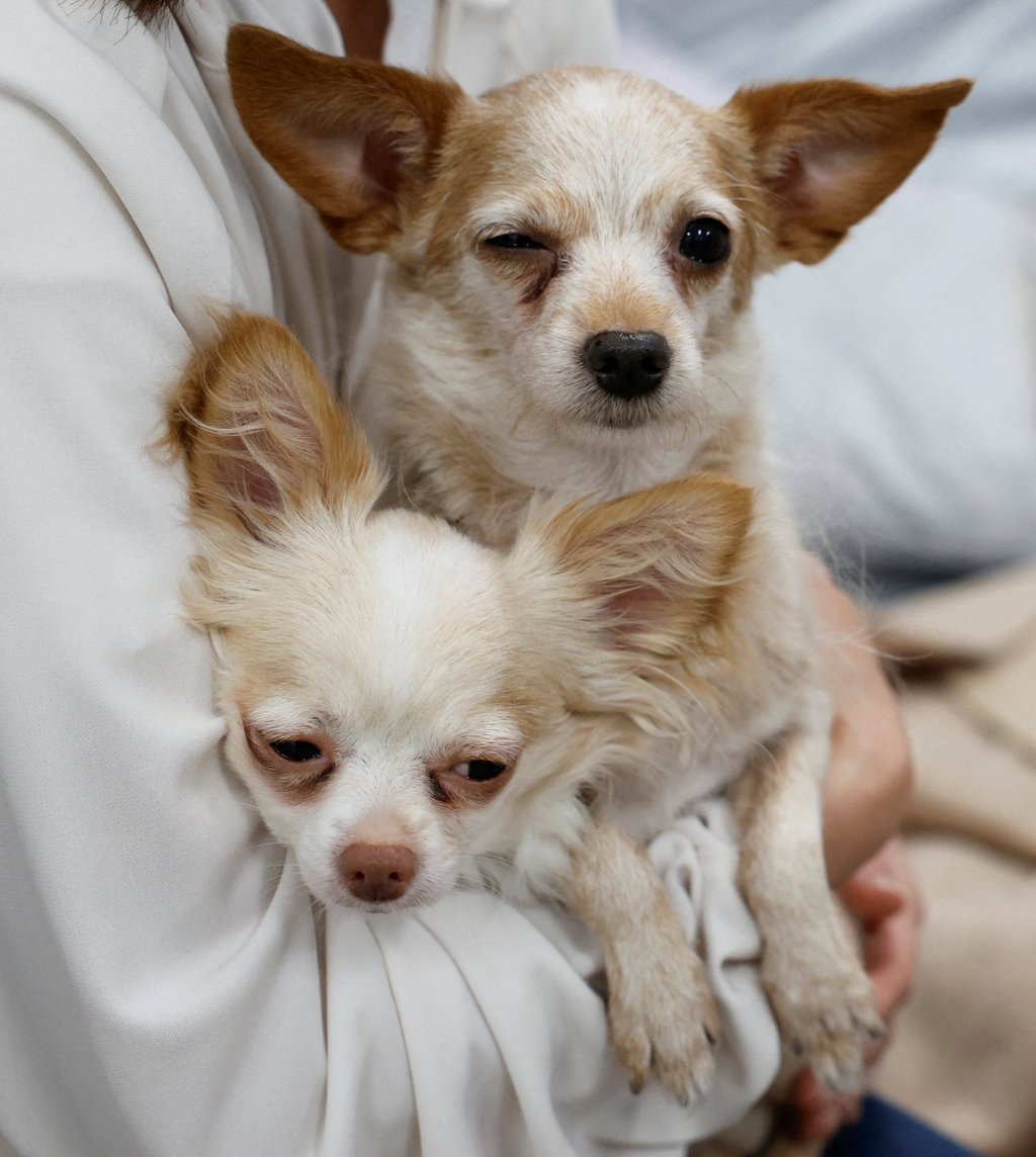 Ku and Sheri peer out from a tent at a shelter for evacuees with pets on Friday. Photo: Reuters Ku and Sheri peer out from a tent at a shelter for evacuees with pets on Friday. Photo: Reuters